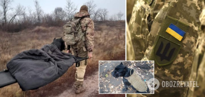 Прийшов на трьох лапах: як службовий пес ЗСУ вирвався з полону «Л/ДНР». Фото