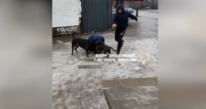 Закрила власним тілом: у Дніпрі два бійцівські пси напали на перехожу і шматували її та її собаку (відео)