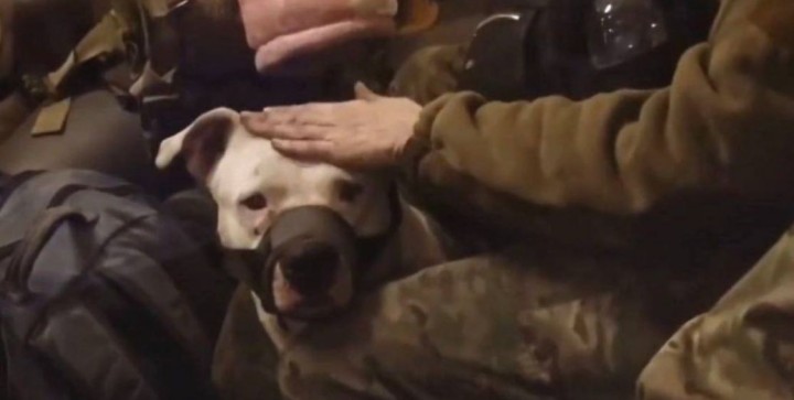 Не унітазами єдиними: вкраденого собаку евакуйованого захисника «Азовсталі» помітили у тіктокера Кадирова