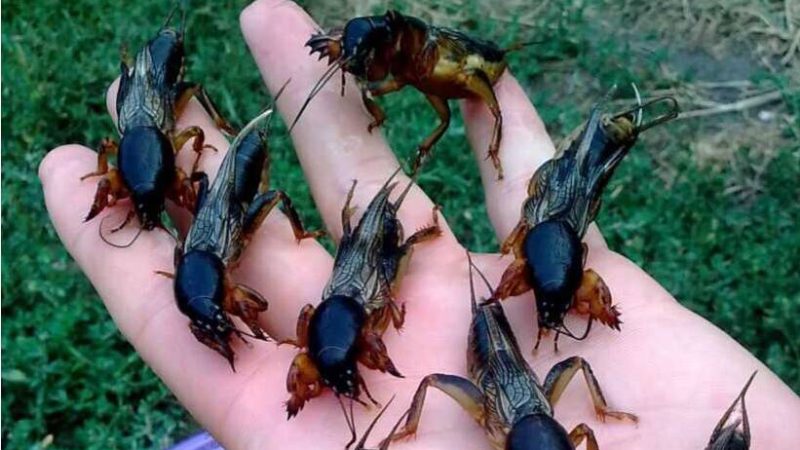 Медведка (капустянка) на довго залишить ваш город. Посадіть одну із цих рослин