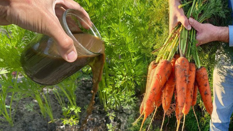 Морква виросте солодкою та соковитою: поливайте її цим ефективним добривом