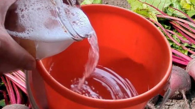 Дайте бурякові те що він любить, і він порадує вас великим врожаєм