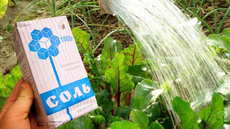 Полив буряків солоною водою: 4 причини, чому це потрібно зробити кожному городнику