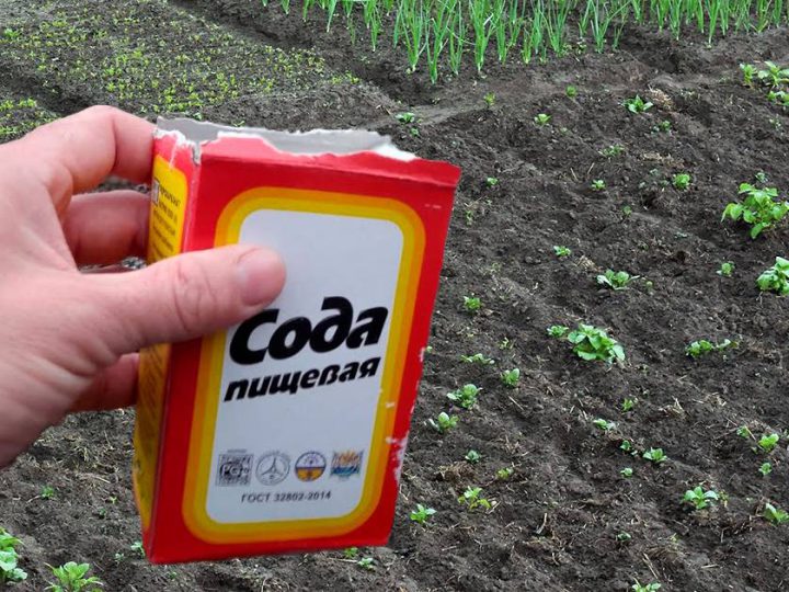 Використання соди на городі: як правильно це робити, щоб не завдати шкоди рослинам