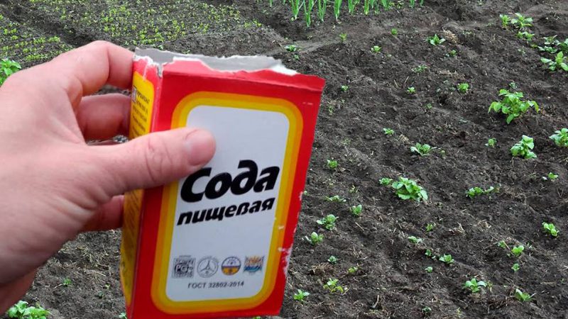 Використання соди на городі: як правильно це робити, щоб не завдати шкоди рослинам