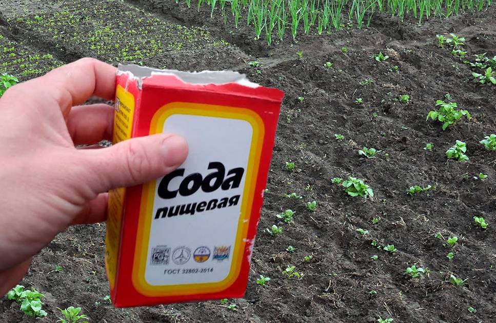 Використання соди на городі: як правильно це робити, щоб не завдати шкоди рослинам