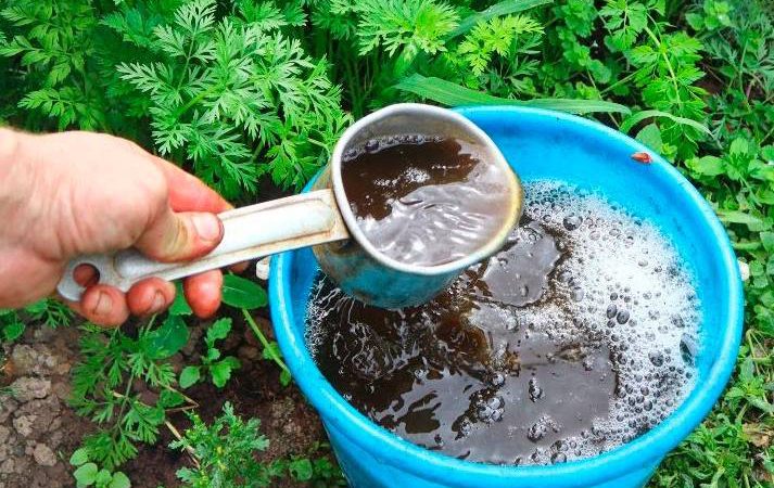 Чим підживити моркву, щоб була великою, солодкою і без тріщин: поради городникам