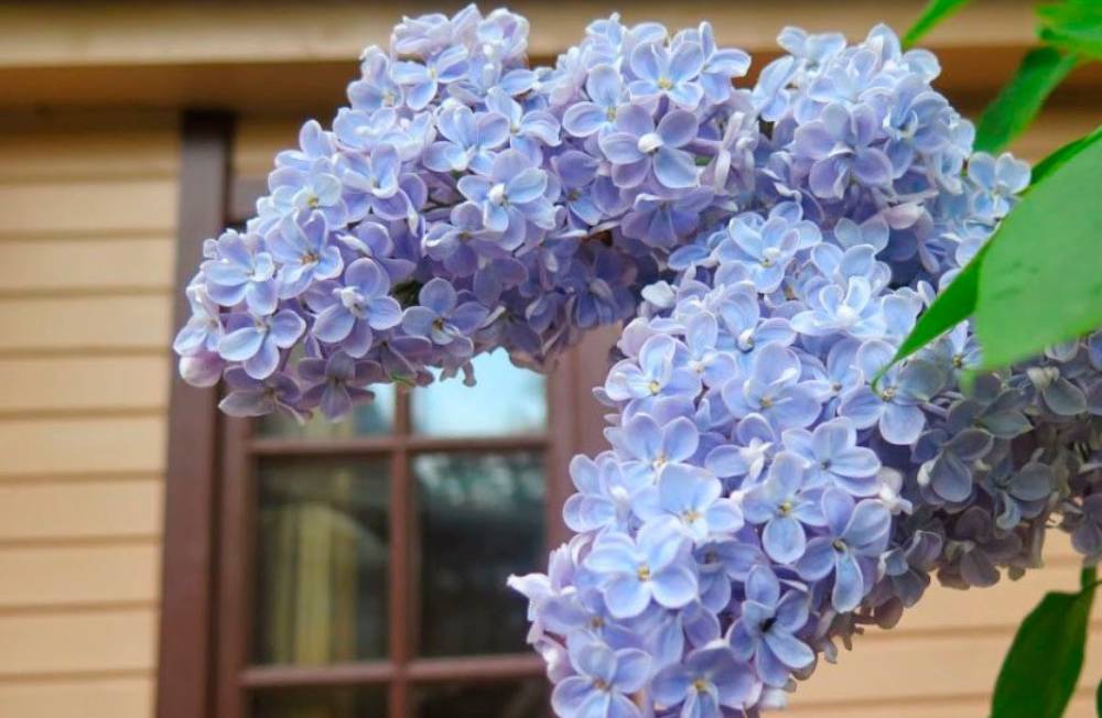 Чому краще не садити бузок біля дому: прикмети, забобони й поради садівників