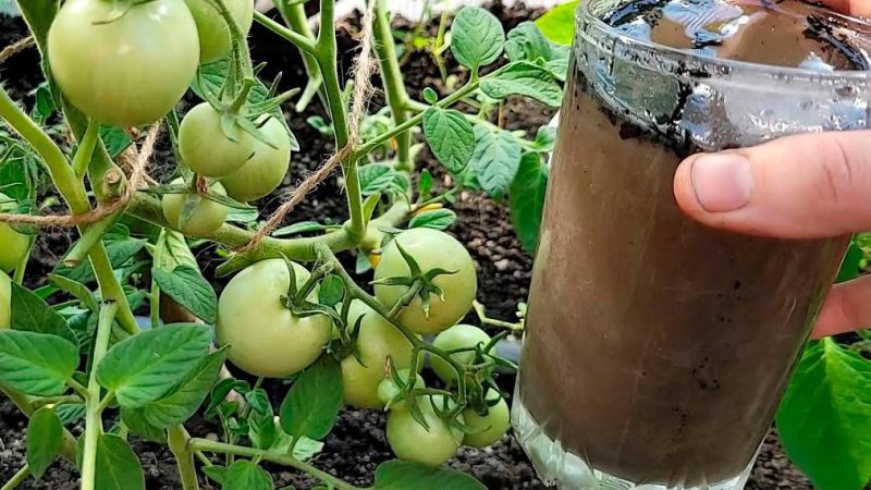 Перше підживлення: даємо томатам сили для росту