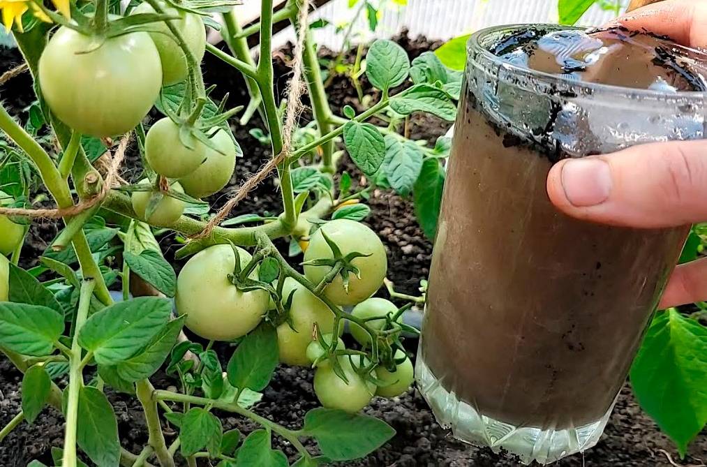 Перше підживлення: даємо томатам сили для росту