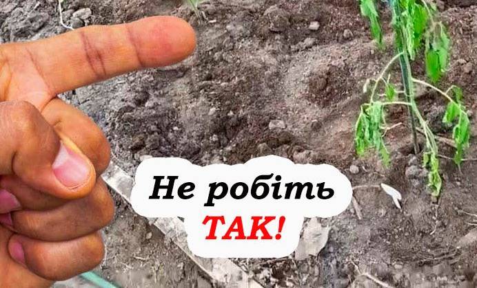 Як не втратити врожай томатів: 3 поширені помилки дачників