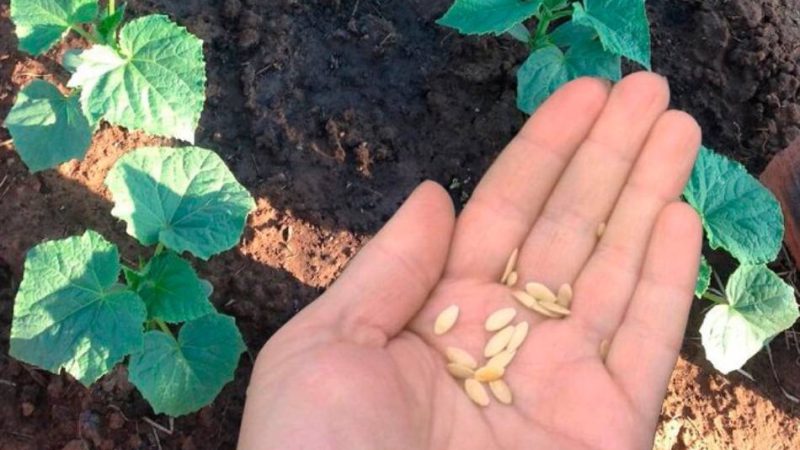 Посадка огірків за місячним календарем. Будуть радувати врожаєм до осені