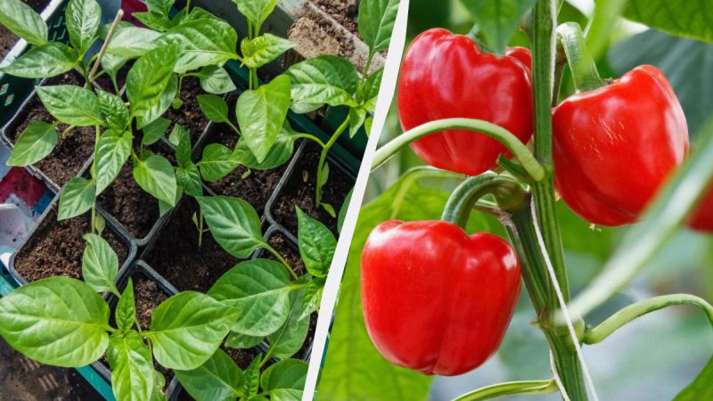 Головні секрети вирощування перцю, щоб був великий та м’ясистий