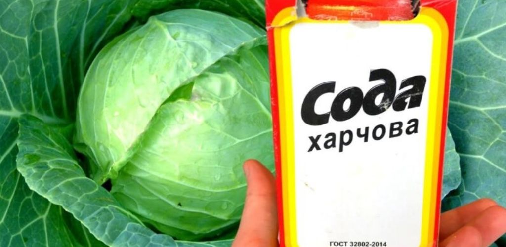 Хитрий трюк з содою завдяки якому качани капусти виростають великими та соковитими