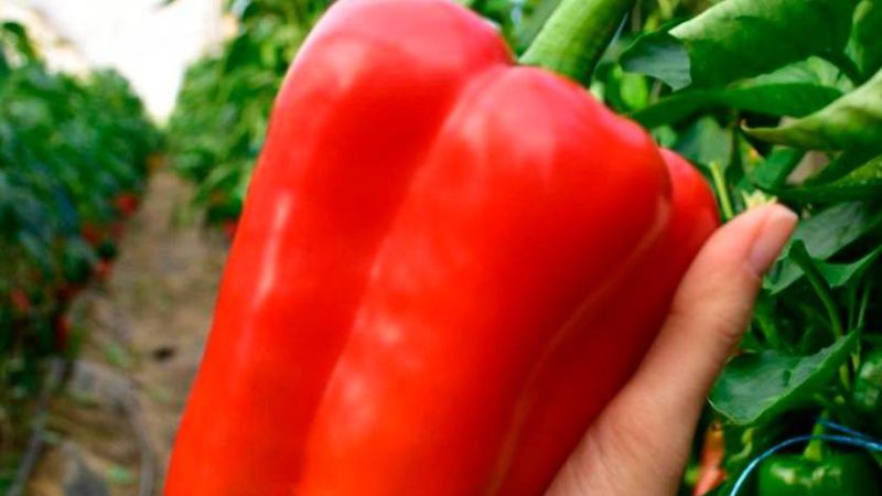 Вирощування перцю: 6 корисних порад, для гарного врожаю