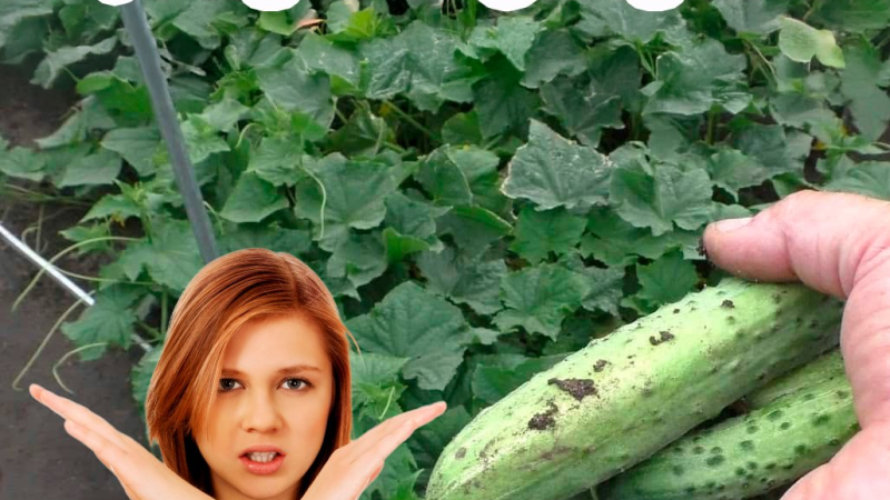Чому огірки стать гіркими. Помилки, які допускають більшість городників