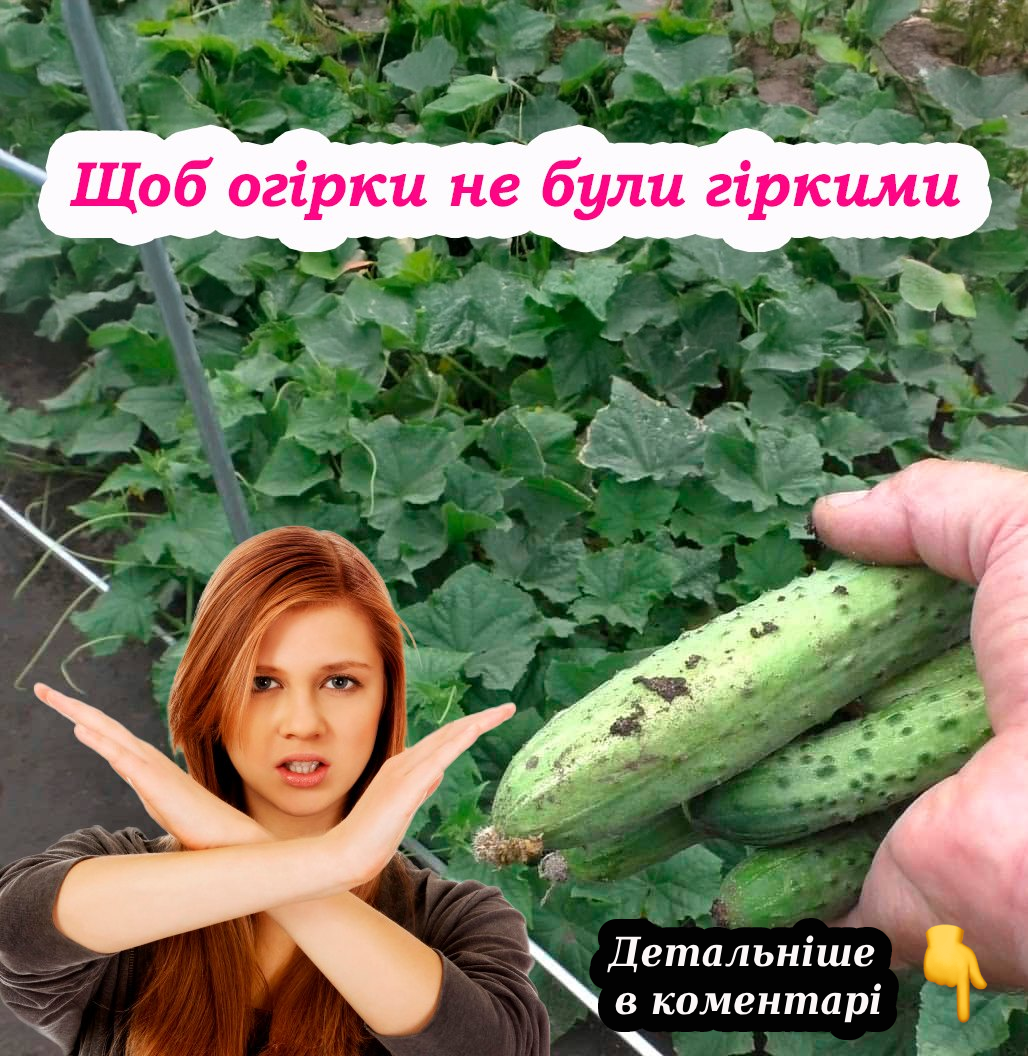 Чому огірки стать гіркими. Помилки, які допускають більшість городників