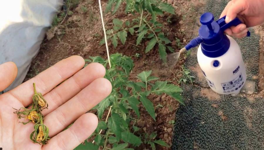 Чому опадає цвіт помідорів, та чим потрібно обробити кущі, щоб не залишитись без врожаю