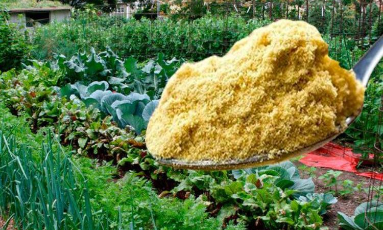 Як суха гірчиця допоможе позбутися багатьох проблем на городі
