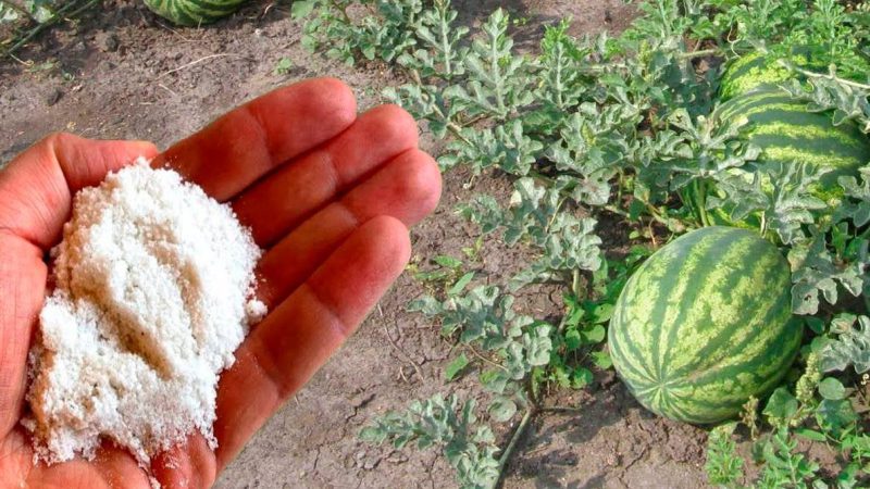 Чим підживити кавуни в червні. Поради, для гарного та великого врожаю