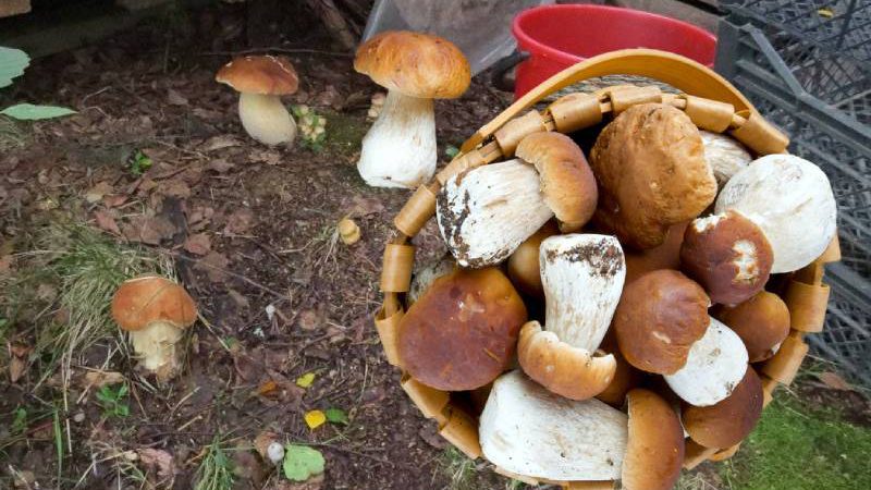 Два способи вирощування грибів у себе на подвір’ї. І в ліс не треба ходити
