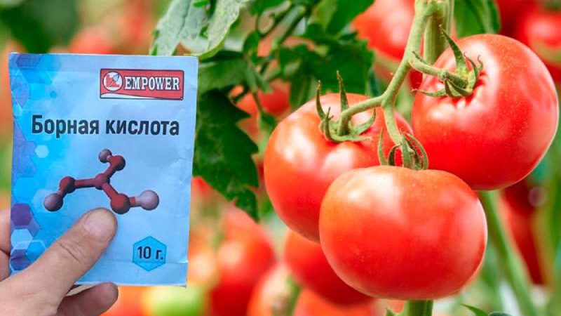 Коли підгодовувати помідори бором, щоб були великі та смачні