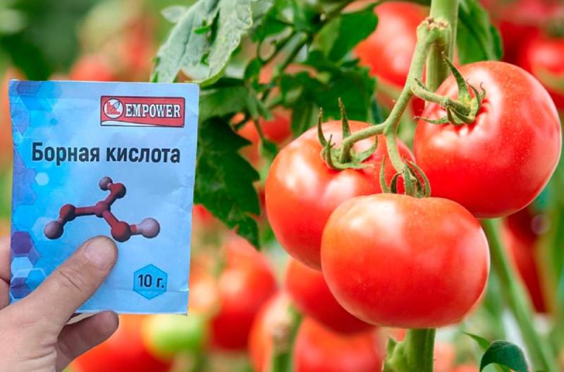 Коли підгодовувати помідори бором, щоб були великі та смачні