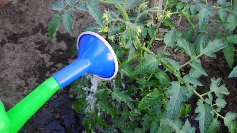 Коли поливати помідори, зранку чи вечором. Поради від агронома