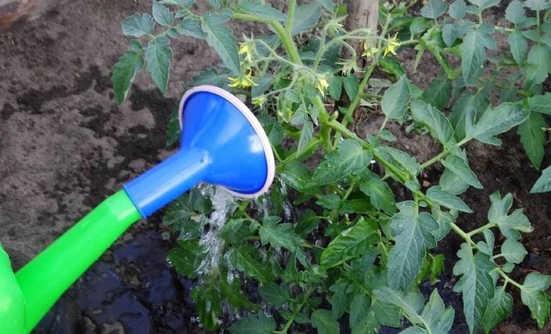 Коли поливати помідори, зранку чи вечором. Поради від агронома