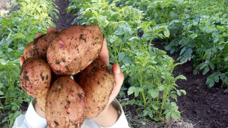 Які саме добрива слід вносити для забезпечення великого врожаю картоплі