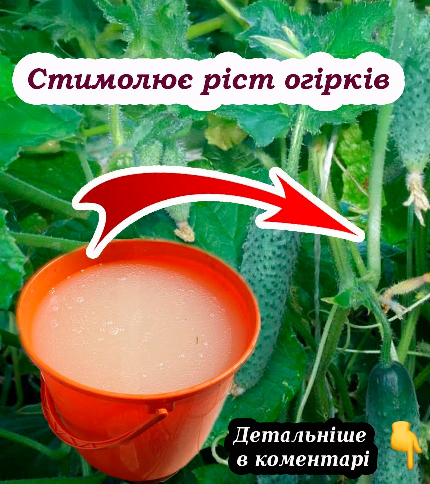 5 дієвих підгодівель, які змусять ваші огірки швидше рости