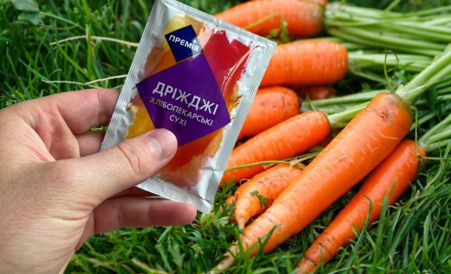 Ефективні способи підживлення моркви. Виросте велика та солодка