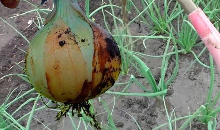 Цибуля буде з розміром в кулак. Розчин, яким потрібно підживити її у червні