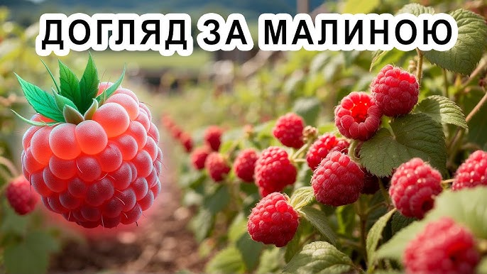 7 головних правил догляду за малиною, щоб урожай був щедрим і смачним