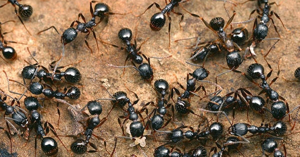 Мурахи на городі: як позбутися шкідника народними засобами