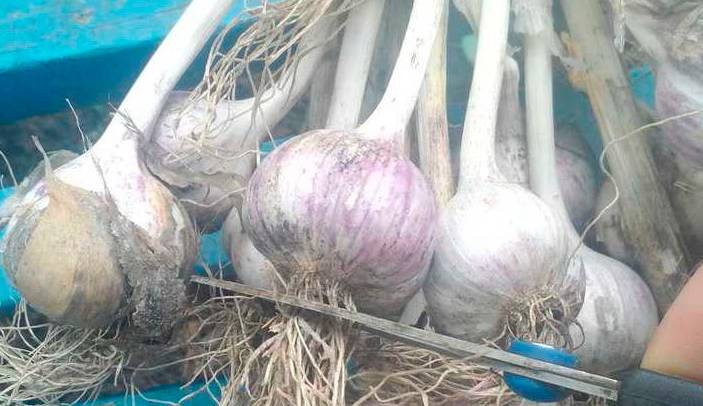 Що потрібно зробити з часником після того, як викопали його, щоб долежав до весни і не погнив