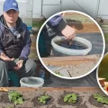 Весною під кожен кущ: чим підживити полуницю для солодких та великих ягід