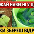 Кращі дати за місячним календарем у квітні–травні 2026. Коли садити огірки, щоб отримати щедрий урожай
