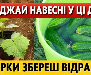 Кращі дати за місячним календарем у квітні–травні 2026. Коли садити огірки, щоб отримати щедрий урожай