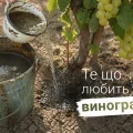 Виноград віддячить вам гарним врожаєм, якщо підживити його весною цим розчином