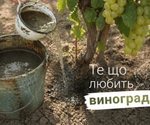 Виноград віддячить вам гарним врожаєм, якщо підживити його весною цим розчином
