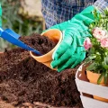 Одна ложка — і рослини не впізнати: простий трюк із корицею