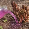 Підживлення півоній наприкінці квітня: як правильно приготувати розчин і поливати