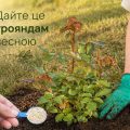 Рози будуть квітнути як ніколи раніше. Достатньо дати їм весною те, що вони люблять