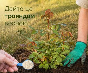 Рози будуть квітнути як ніколи раніше. Достатньо дати їм весною те, що вони люблять