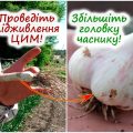 Чим підживити часник у квітні, щоб виріс великий і міцний