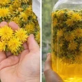 Кульбаба має надзвичайно сильні лікувальні властивості. Встигніть запастись на піку цвітіння
