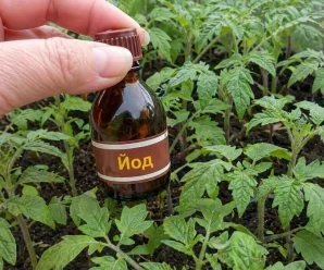 Як використовувати йод для підживлення розсади. Гарно росте та не чіпають шкідники