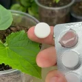 1 таблетка перетворила слабку розсаду на потужні рослини. Працює щороку, врожайність у 2 рази вища