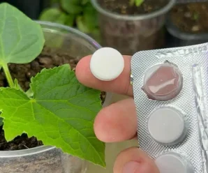 1 таблетка перетворила слабку розсаду на потужні рослини. Працює щороку, врожайність у 2 рази вища